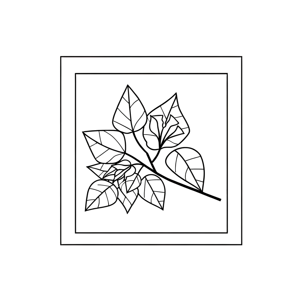 Bougainvillea coloring page with pink bracts and leaves outline drawing