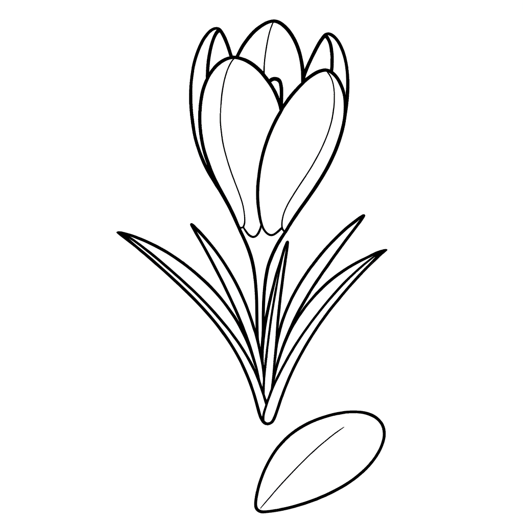 Crocus spring flower coloring page showing delicate blooms emerging from the ground