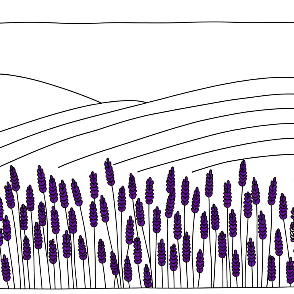 Lavender field coloring page showing rows of purple lavender flowers in organized lines across a countryside landscape