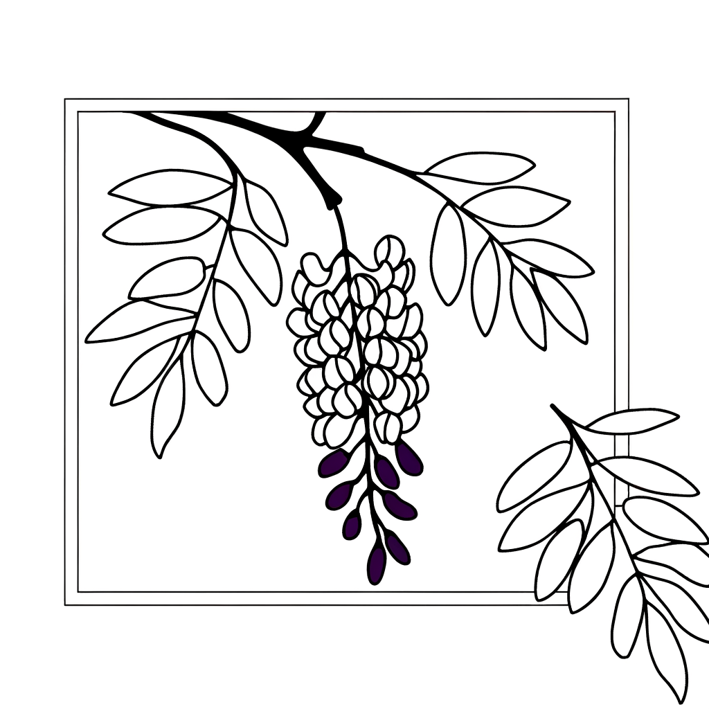 Wisteria coloring page showing hanging purple flower clusters on branches