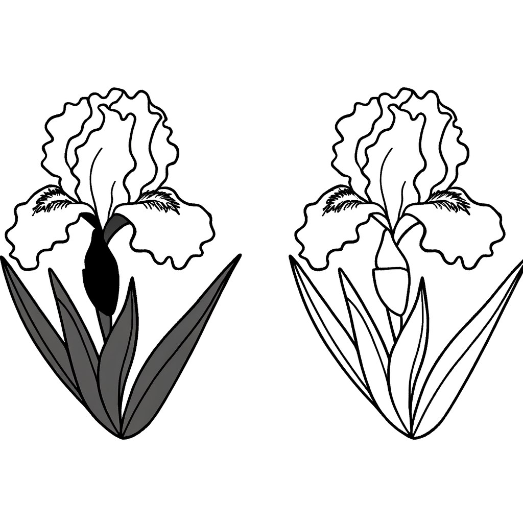 Iris flower coloring page with detailed purple and yellow petals for printing and coloring