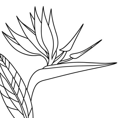 Bird of paradise exotic flower coloring page with detailed petals and leaves