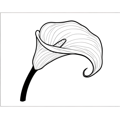 Elegant calla lily coloring page with curved trumpet-shaped flower and smooth flowing lines