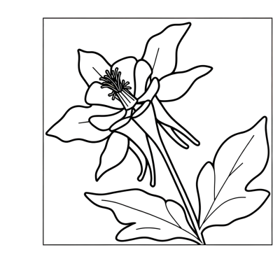 Columbine flower coloring page showing detailed spurred petals and delicate bloom structure