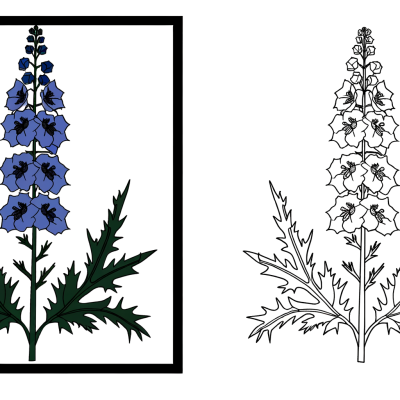 Delphinium coloring page showing tall blue spike flowers with detailed petals and stems
