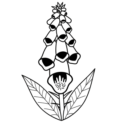 Foxglove coloring page showing tall flower spikes with bell-shaped blooms