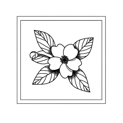 Line drawing of a jasmine flower with detailed petals and leaves for coloring