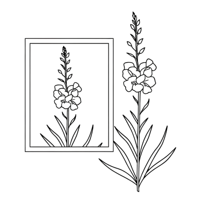 Line drawing of larkspur flowers with tall graceful stems for coloring