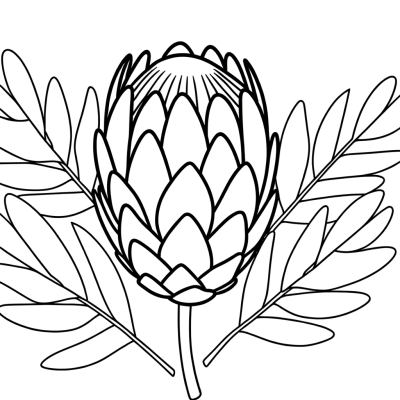 Protea flower coloring page showing detailed South African bloom with crown-like petals