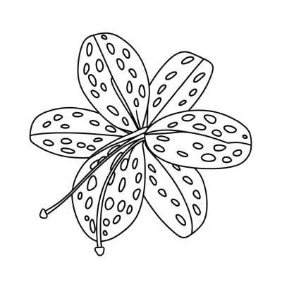 Tiger lily flower coloring page with detailed spotted petals and leaves