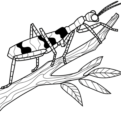 Stick insect camouflaged on a branch coloring page